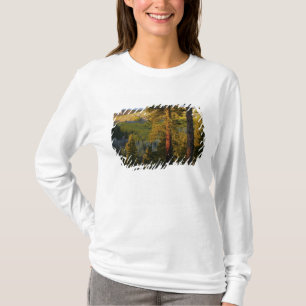 UTAH. Gelbkiefern & Espe, Herbst. Sonnenaufgang, T-Shirt