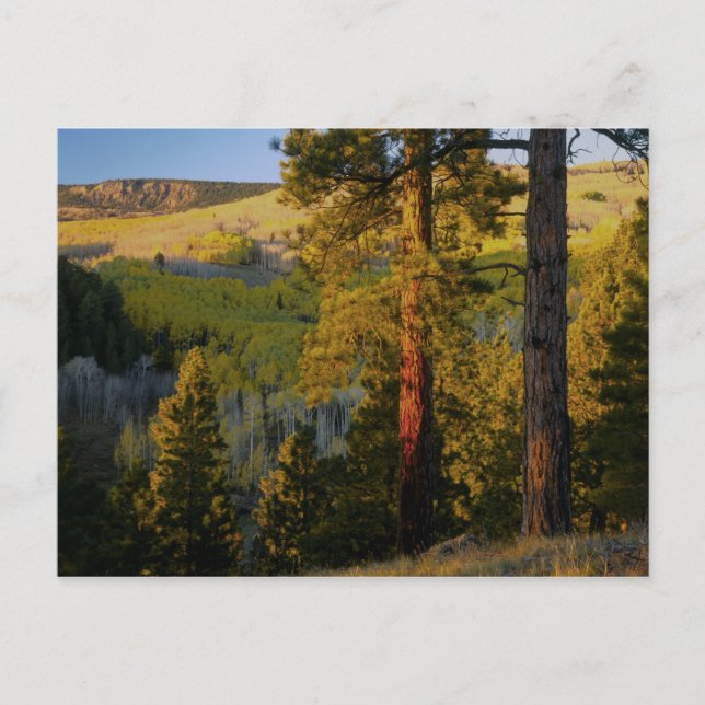 UTAH. Ponderosa Pines & aspen, Herbst. Sonnenaufga Postkarte (Vorderseite)