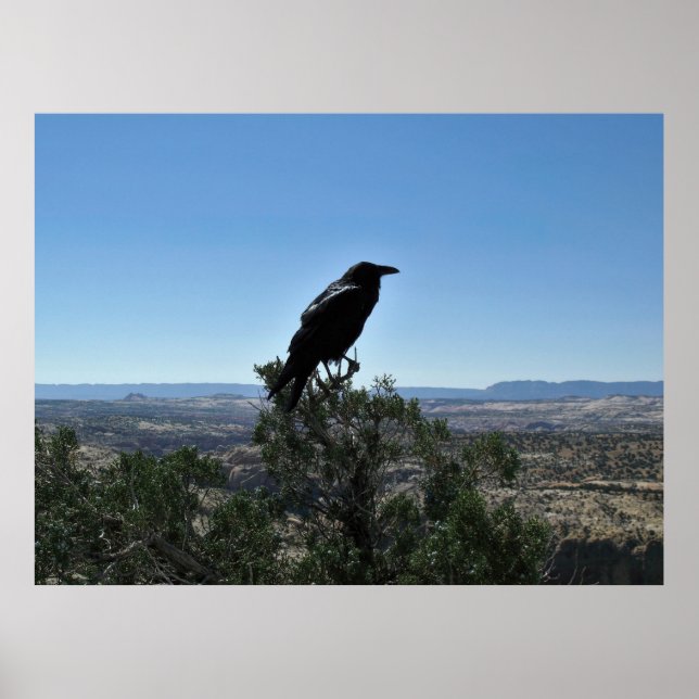 Utah Raven Poster (Vorne)