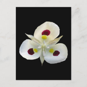 Utah Sego Lily Postkarte