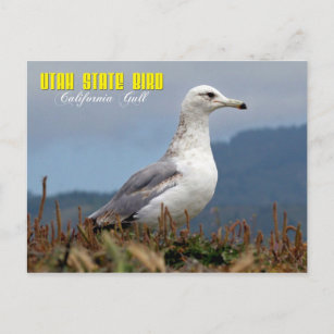 Utah Staat Bird - Kalifornien Gull Postkarte