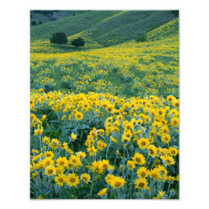 UTAH. USA. Arrowleaf Balsamroot Balsamorhiza Fotodruck