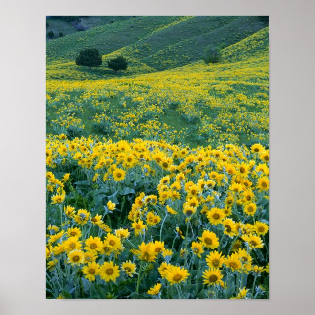 UTAH. USA. Arrowleaf balsamroot Balsamorhiza Poster (Vorne)
