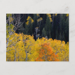 Utah. USA. Aspen Bäume im Herbst auf dem Sevier Postkarte