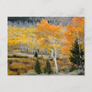 Utah, USA Aspen-Bäume und Wild-Dicken Postkarte