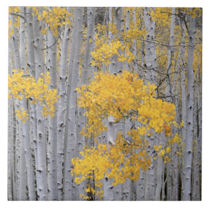 UTAH. USA. Aspen grove (Populus tremuloides) in Fliese