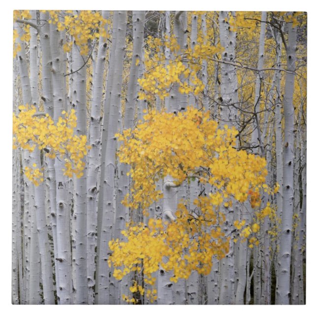 UTAH. USA. Aspen grove (Populus tremuloides) in Fliese (Vorderseite)