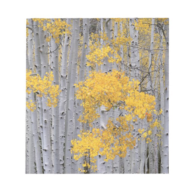 UTAH. USA. Aspen grove (Populus tremuloides) in Notizblock (Vorderseite)