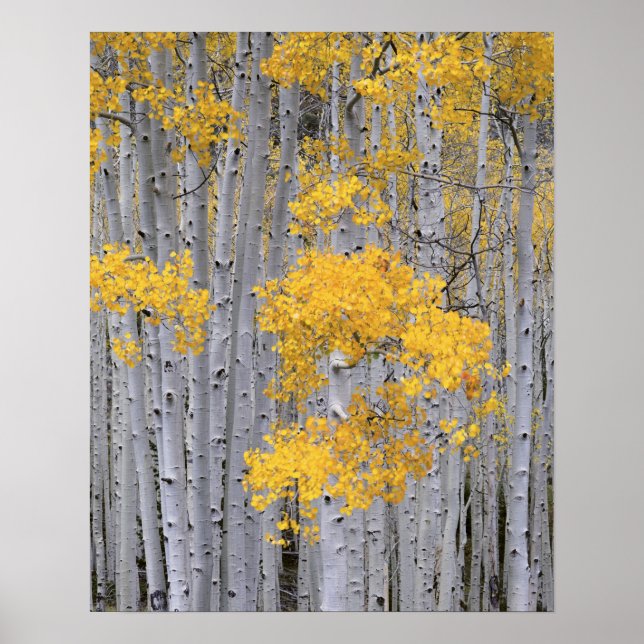 UTAH. USA. Aspen grove (Populus tremuloides) in Poster (Vorne)