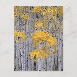 UTAH. USA. Aspen grove (Populus tremuloides) in Postkarte