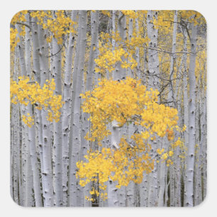 UTAH. USA. Aspen grove (Populus tremuloides) in Quadratischer Aufkleber