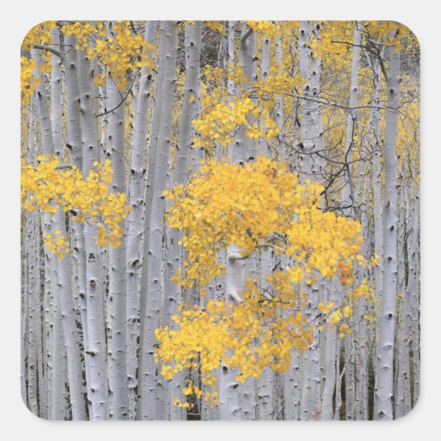 UTAH. USA. Aspen grove (Populus tremuloides) in Quadratischer Aufkleber (Vorderseite)