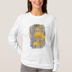 UTAH. USA. Aspen grove (Populus tremuloides) in T-Shirt