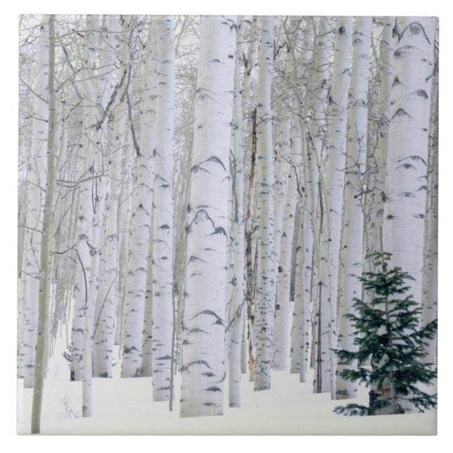 UTAH. USA. Aspen (Populus tremuloides) & Douglas Fliese (Vorderseite)