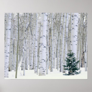 UTAH. USA. Aspen (Populus tremuloides) & Douglas Poster