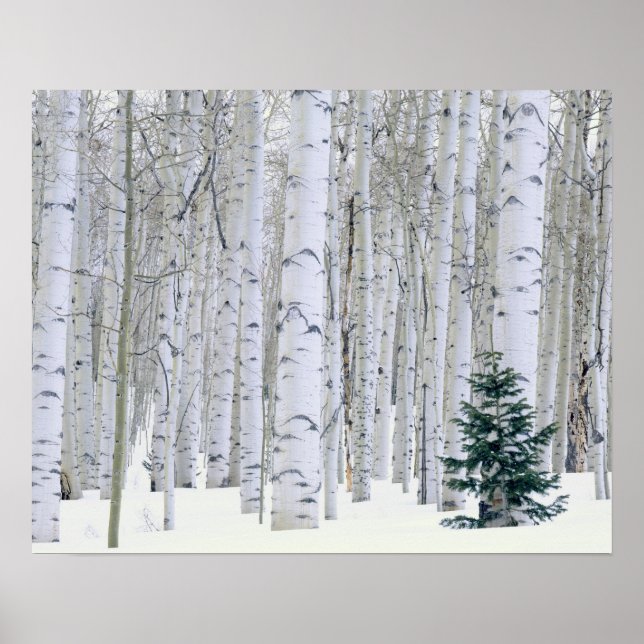 UTAH. USA. Aspen (Populus tremuloides) & Douglas Poster (Vorne)