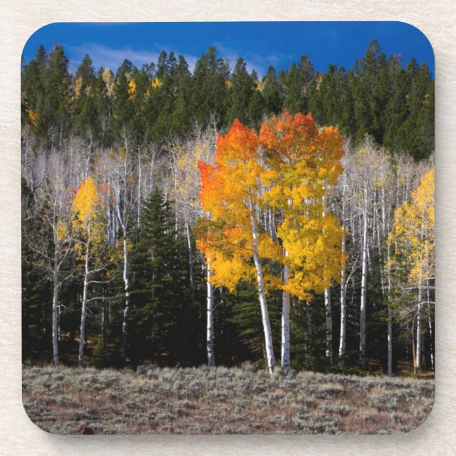Utah, USA. Aspen Trees (Populus Tremuloides) 2 Getränkeuntersetzer (Vorderseite)