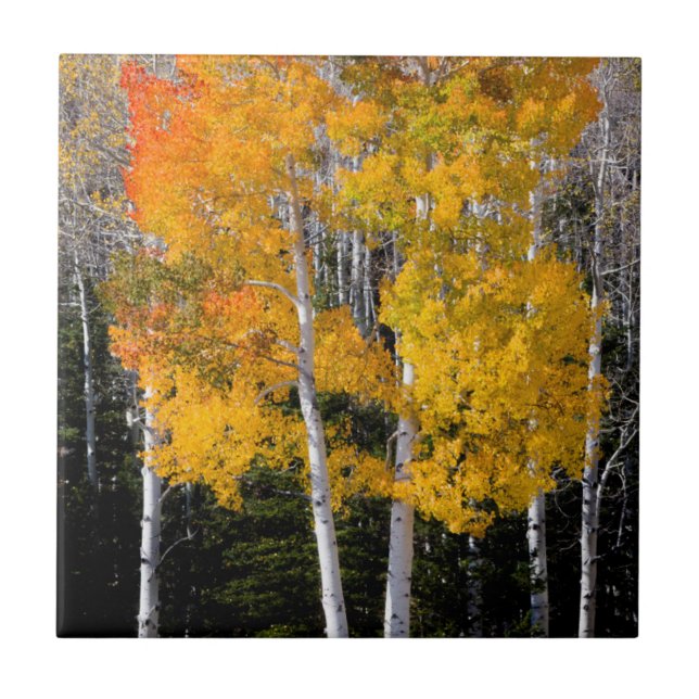 Utah, USA. Aspen Trees (Populus Tremuloides) 3 Fliese (Vorderseite)