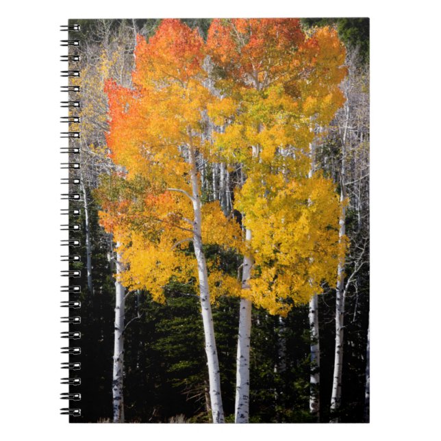 Utah, USA. Aspen Trees (Populus Tremuloides) 3 Notizblock (Vorderseite)