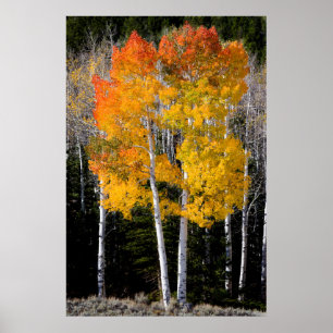 Utah, USA Aspen Trees (Populus Tremuloides) 3 Poster