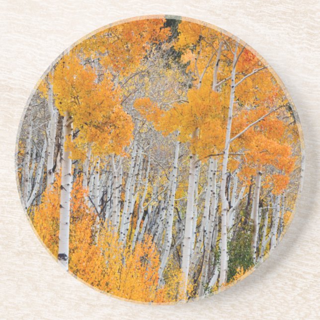 Utah, USA. Aspen Trees (Populus Tremuloides) 4 Getränkeuntersetzer (Vorne)