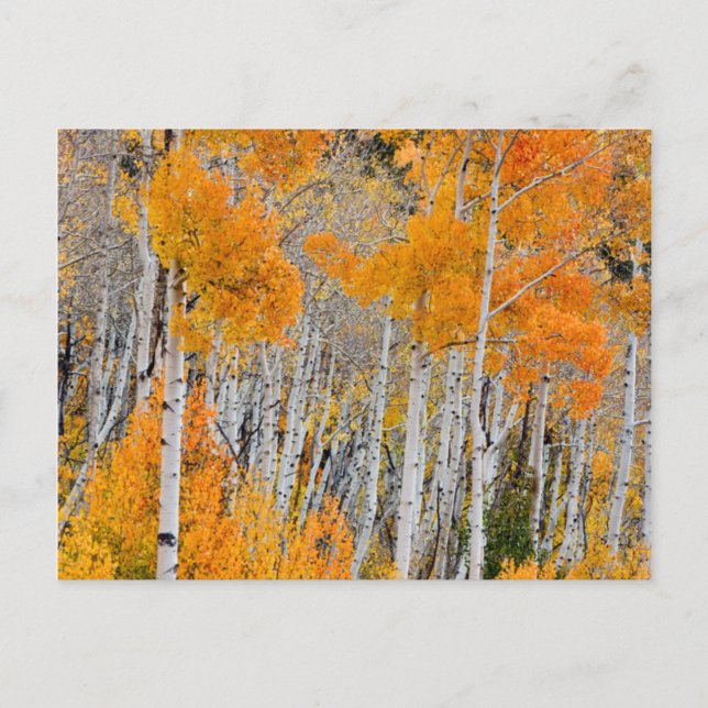 Utah, USA Aspen Trees (Populus Tremuloides) 4 Postkarte (Vorderseite)