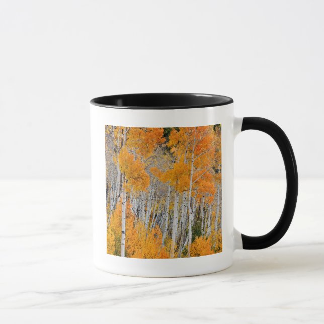 Utah, USA. Aspen Trees (Populus Tremuloides) 4 Tasse (Rechts)