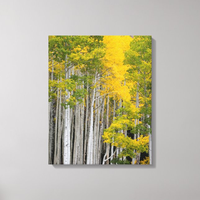 Utah. USA. Aspen Trees (Populus Tremuloides) Leinwanddruck (Vorderseite)