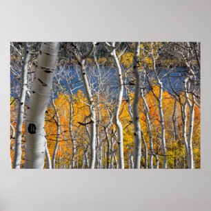 Utah, USA Aspen Trees (Populus Tremuloides) Poster