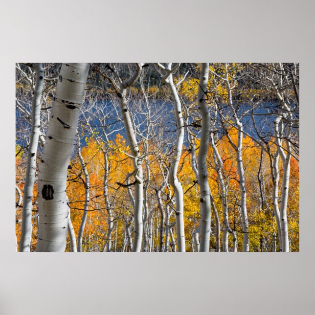 Utah, USA Aspen Trees (Populus Tremuloides) Poster (Vorne)
