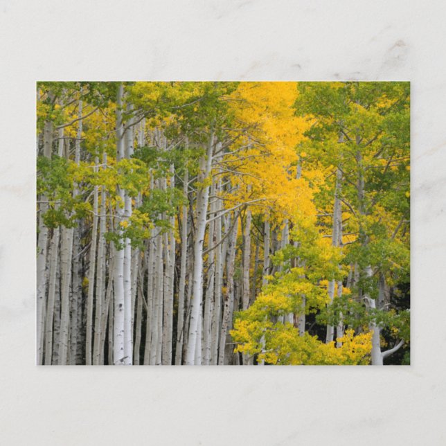 Utah. USA. Aspen Trees (Populus Tremuloides) Postkarte (Vorderseite)