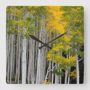 Utah. USA. Aspen Trees (Populus Tremuloides) Quadratische Wanduhr