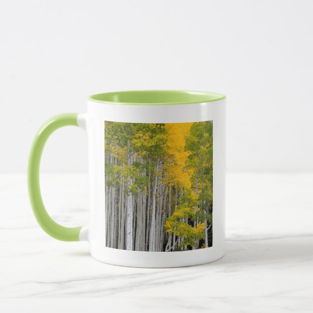 Utah. USA. Aspen Trees (Populus Tremuloides) Tasse (Links)