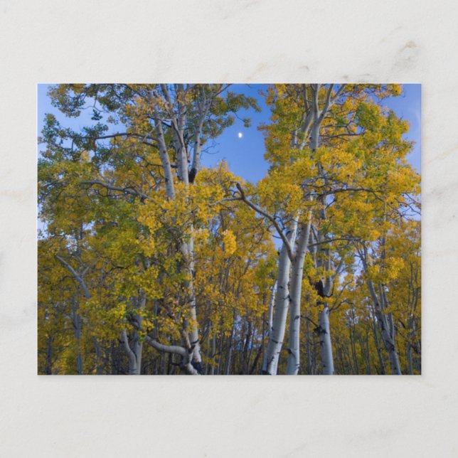 Utah. USA. Aspen und Mond in der Abenddämmerung Postkarte (Vorderseite)