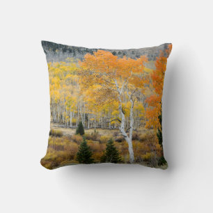 Utah, USA. Aspen und wilde Dicke Kissen