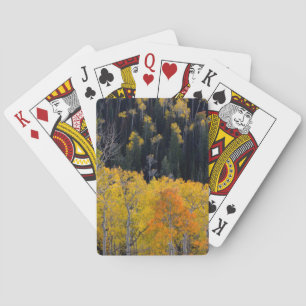 Utah. USA. Espen im Herbst auf der Sevier Spielkarten
