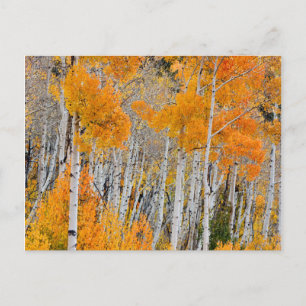 Utah, USA. Espen (Populus Tremuloides) 4 Postkarte