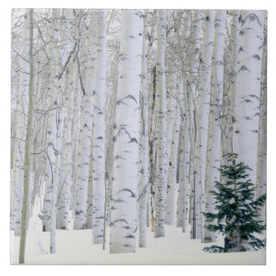 UTAH. USA. Espen (Populus tremuloides) & Douglas Fliese