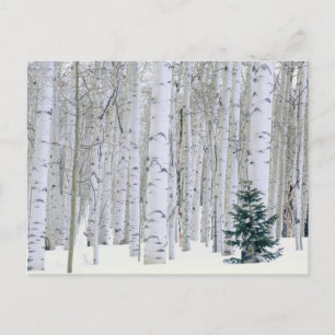 UTAH. USA. Espen (Populus tremuloides) & Douglas Postkarte