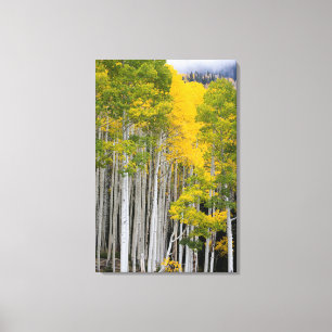 Utah. USA. Espen (Populus Tremuloides) Leinwanddruck