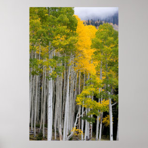 Utah. USA. Espen (Populus Tremuloides) Poster