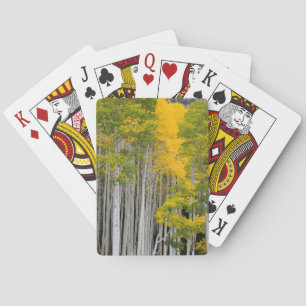 Utah. USA. Espen (Populus Tremuloides) Spielkarten