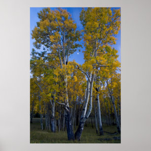 Utah. USA. Espen und Mond in der Dämmerung Poster