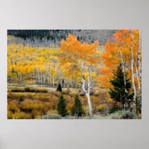 Utah, USA. Espen und Weidendickicht Poster