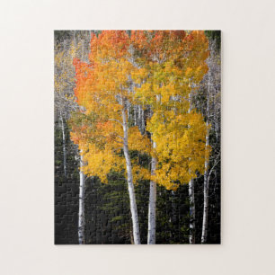 Utah, USA. Espenbäume (Populus Tremuloides) 3 Puzzle