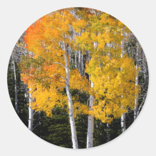 Utah, USA. Espenbäume (Populus Tremuloides) 3 Runder Aufkleber