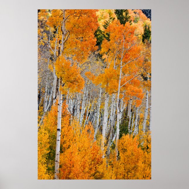Utah, USA. Espenbäume (Populus Tremuloides) 4 Poster (Vorne)