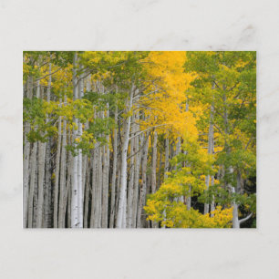 Utah. USA. Espenbäume (Populus Tremuloides) Postkarte