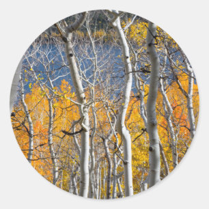 Utah, USA. Espenbäume (Populus Tremuloides) Runder Aufkleber