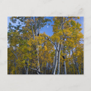 Utah. USA. Espenbäume und Mond bei Dämmerung Postkarte